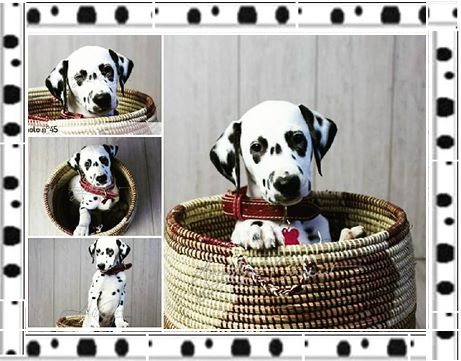 de la roseraie d'angel - Dalmatien - Portée née le 07/12/2016