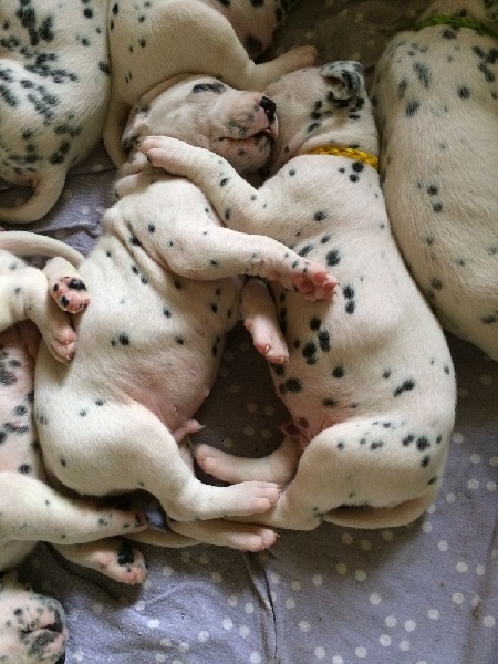 Chiot Dalmatien de la roseraie d'angel